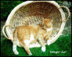 20lbs of Feline Wonder