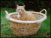 20lbs of Feline Wonder