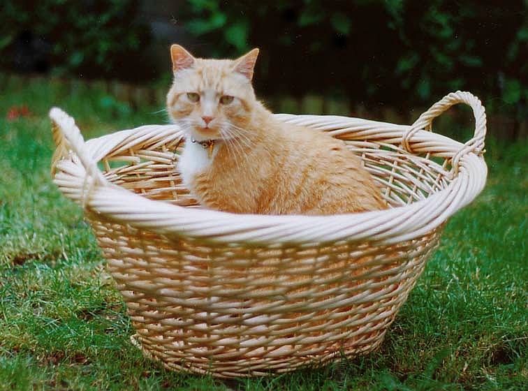 20lbs of Feline Wonder