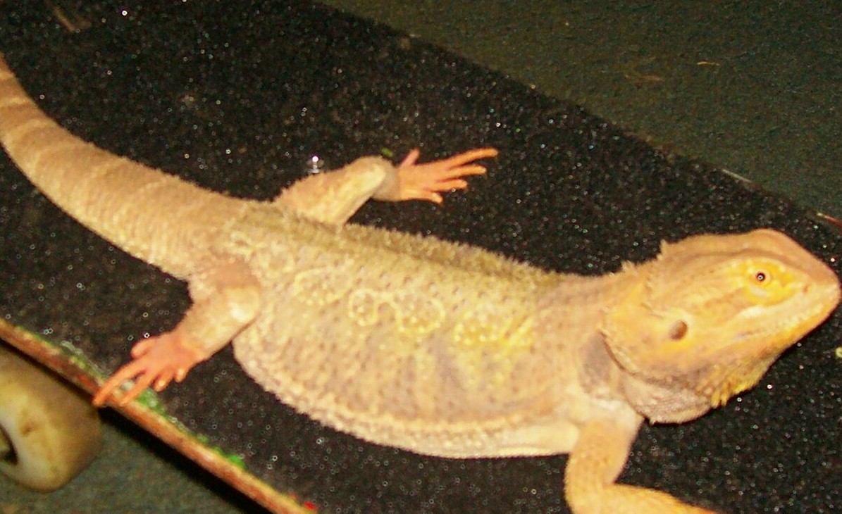 i didnt know he can sk8!