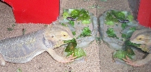 spikes eating
