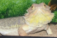 spike 3