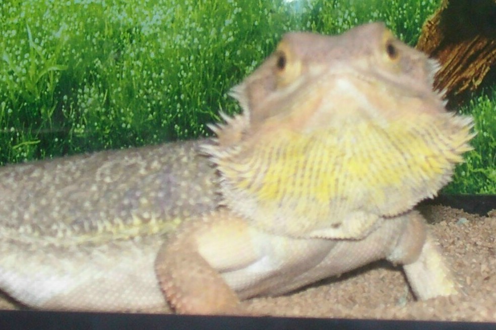 spike 3