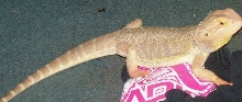 spike  16 inches