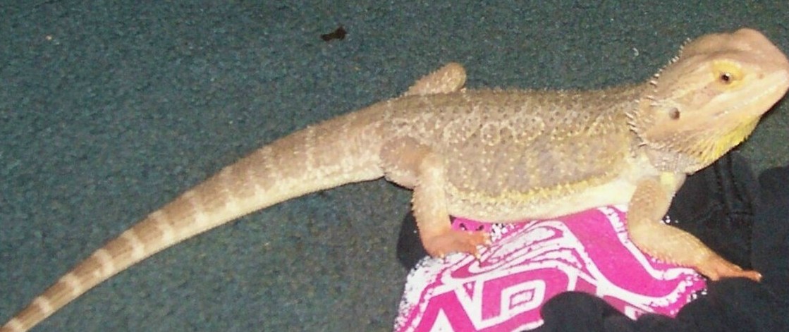 spike  16 inches