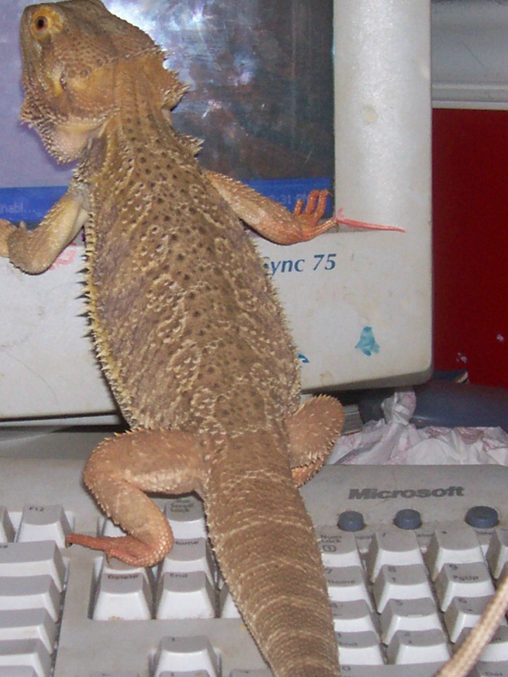 spikeey