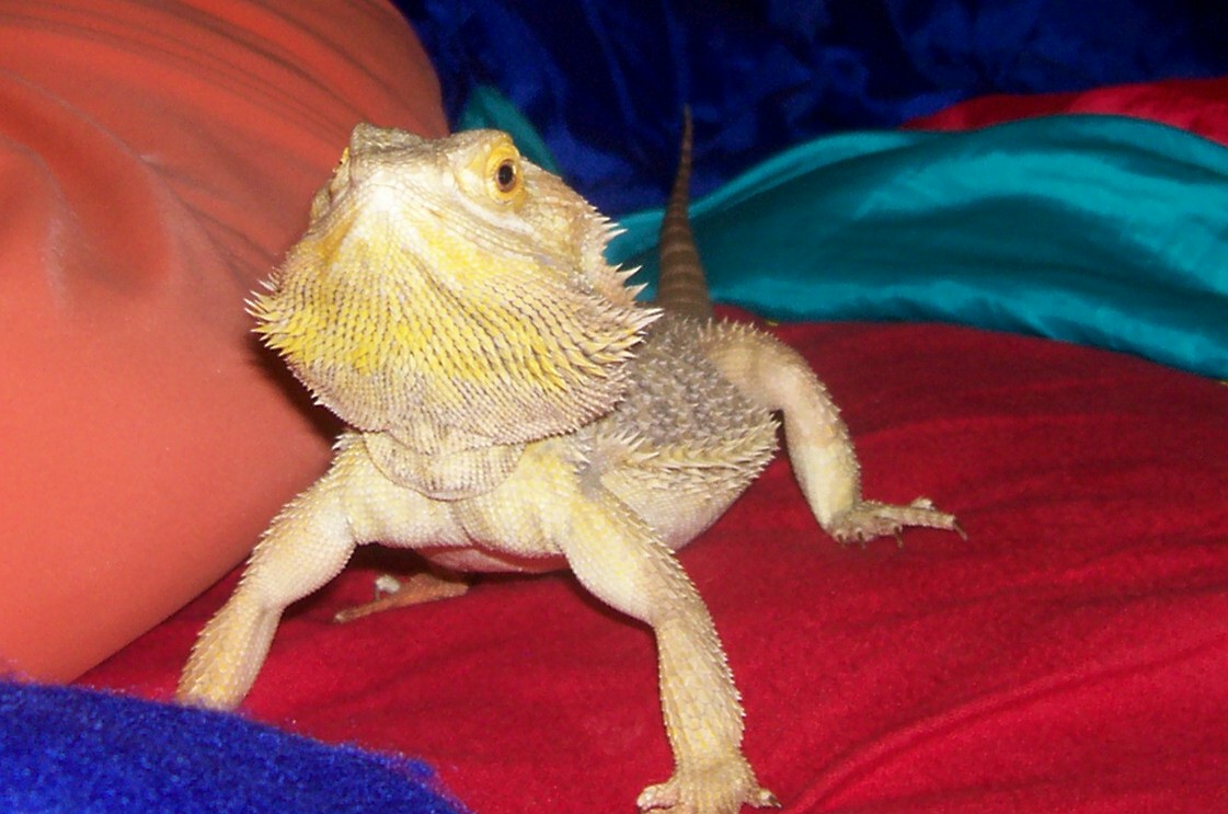 spike11