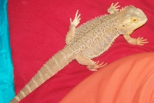 spike 10