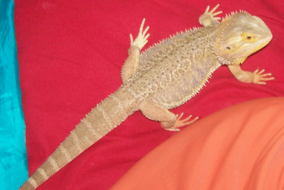 spike 10