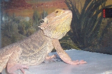 spike in his basking area