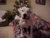 Belle 2nd Christmas