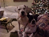 Belle & Chopper's 2nd Birthday!!