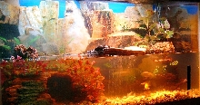 My Turtle and Fish Tank