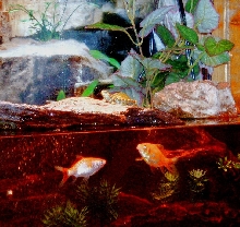 Hekyll Basking
