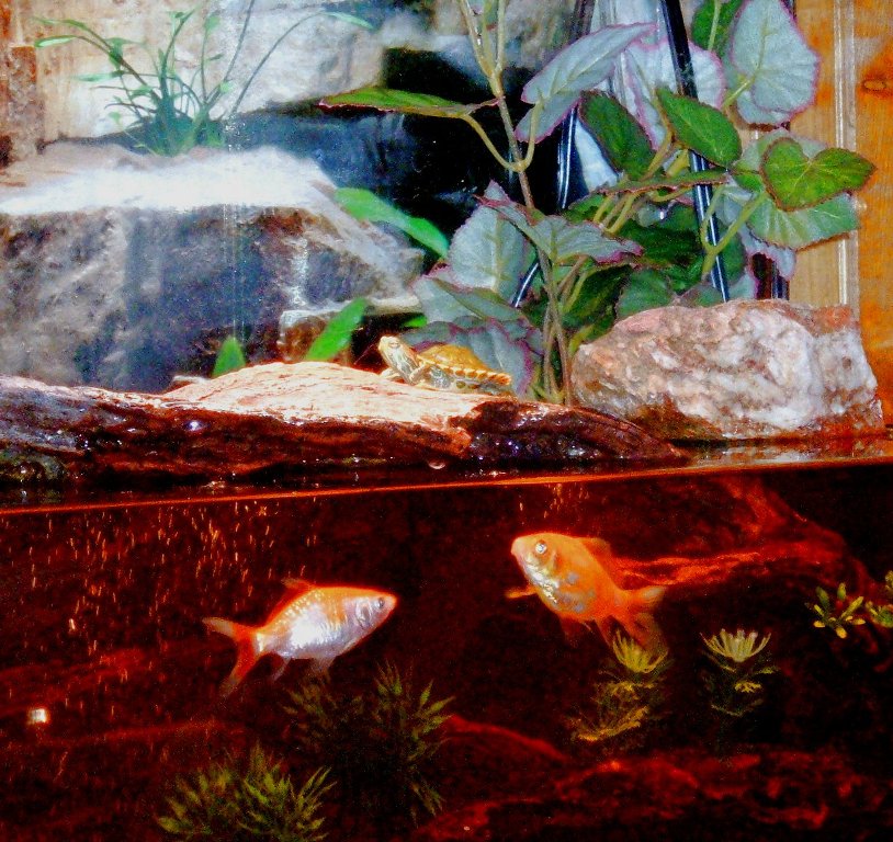 Hekyll Basking
