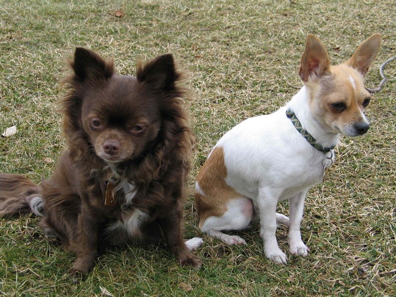Coco and Peanut