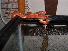 Aru/Biak Cross --- 3 weeks old