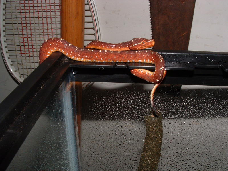 Aru/Biak Cross --- 3 weeks old