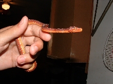 Aru/Biak Cross 3 ---- weeks