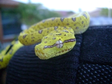 GTP