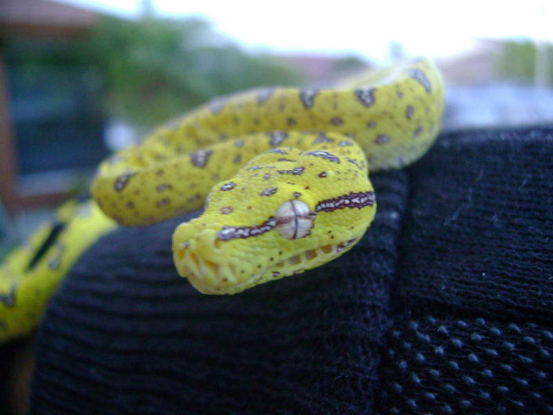 GTP
