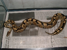 1800 grams