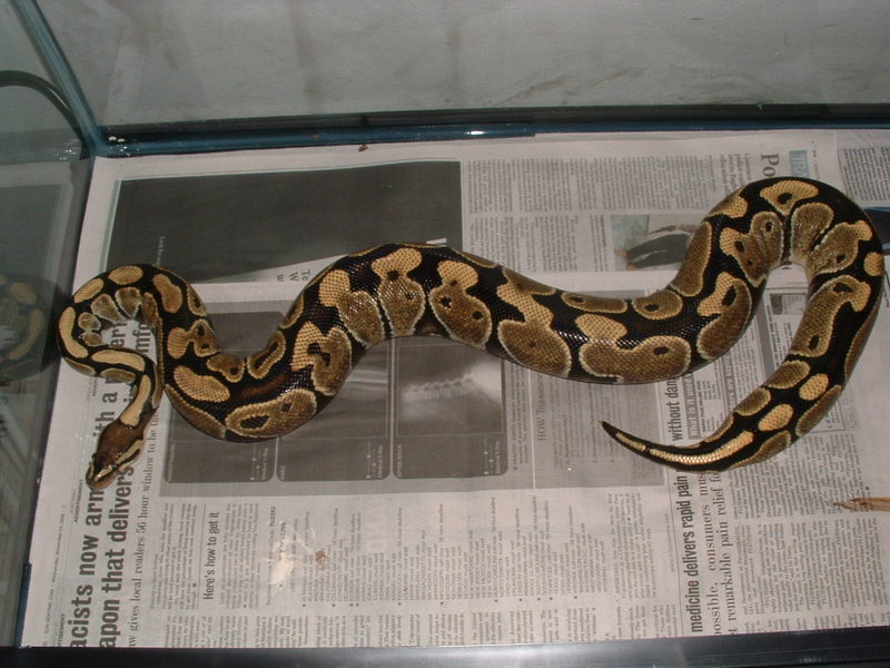 1800 grams