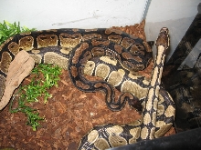 Ghost female? comparison