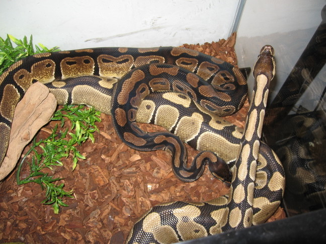 Ghost female? comparison