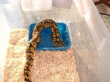 pastel male