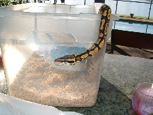 male pastel 2nd pic