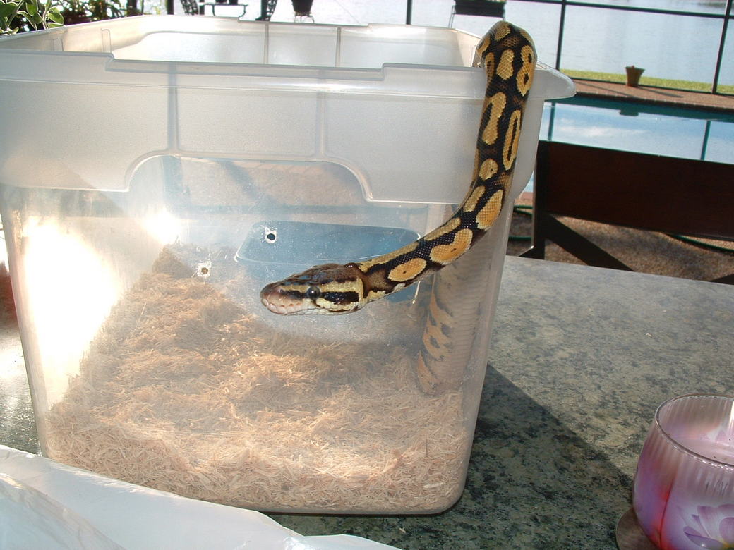 male pastel 2nd pic