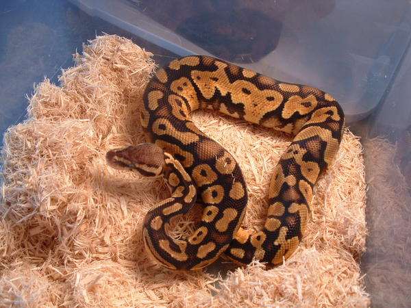 pastel