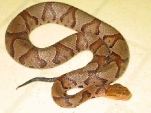 Northern Copperhead