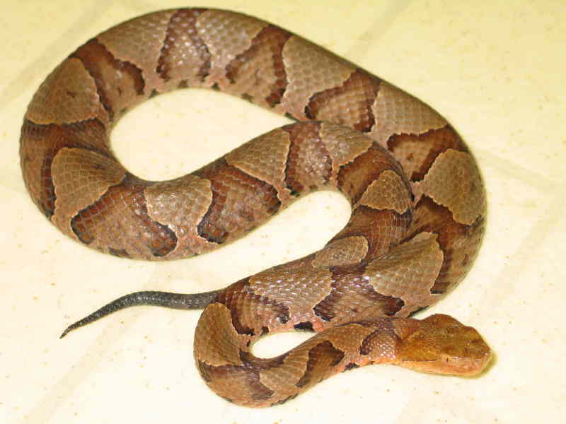 Northern Copperhead