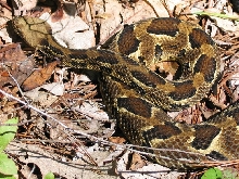 Rattler007