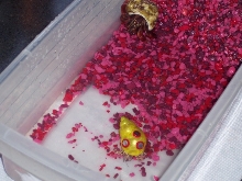 New hermit crabs