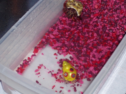 New hermit crabs