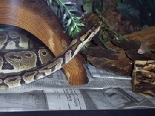 Pythy