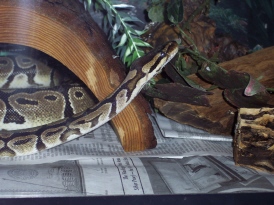 Pythy