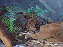 Pythy's head