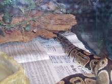 Pythy Sneeking Away