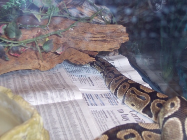 Pythy Sneeking Away