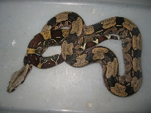 BCC