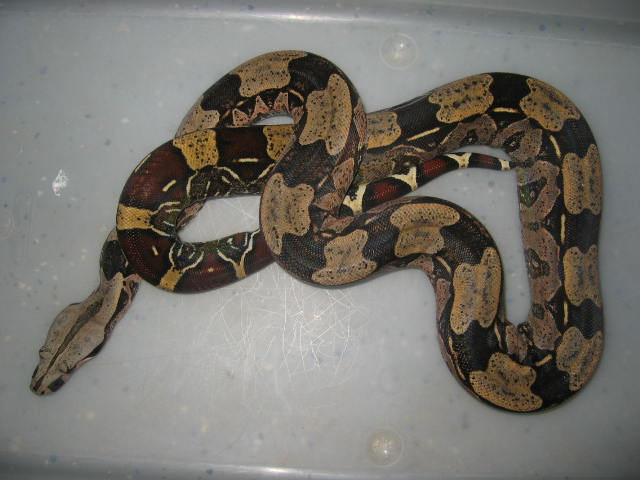 BCC