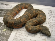 viper boa