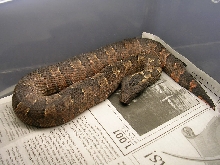 viper boa