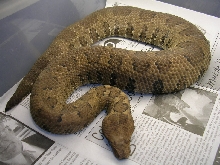 viper boa