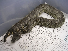 viper boa