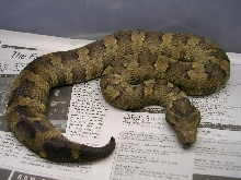 viper boa